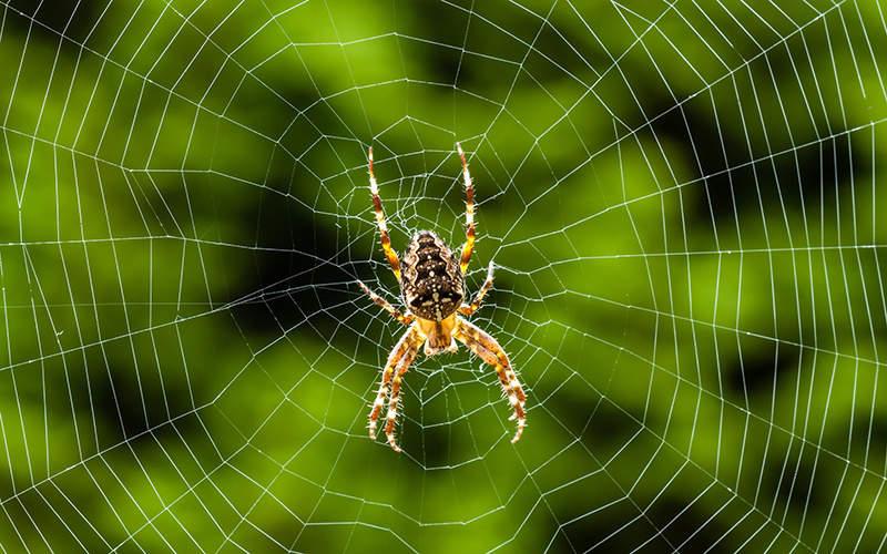 Spinne im Netz