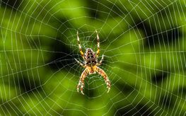 Spinne im Netz