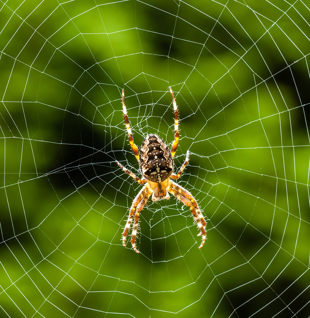 Spinne im Netz