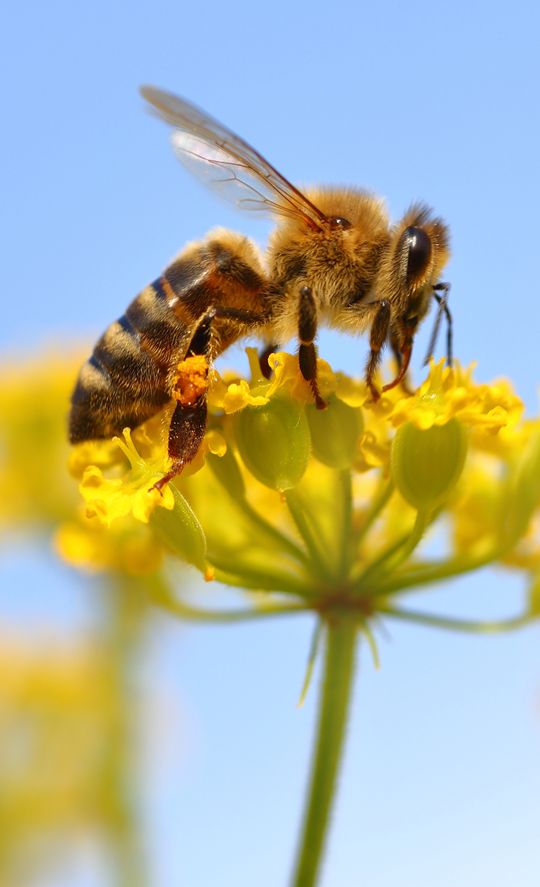 Biene auf Blume