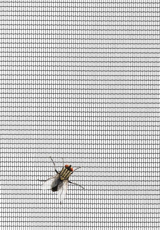 Fliege auf einem Fliegengitter