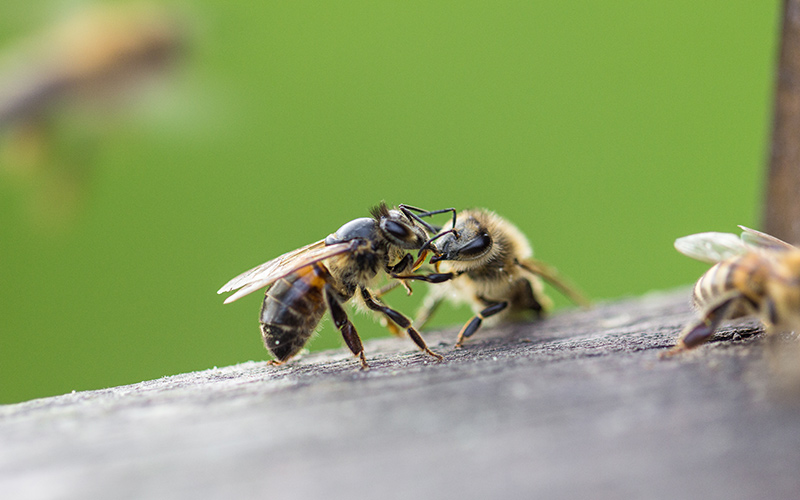 Bienen